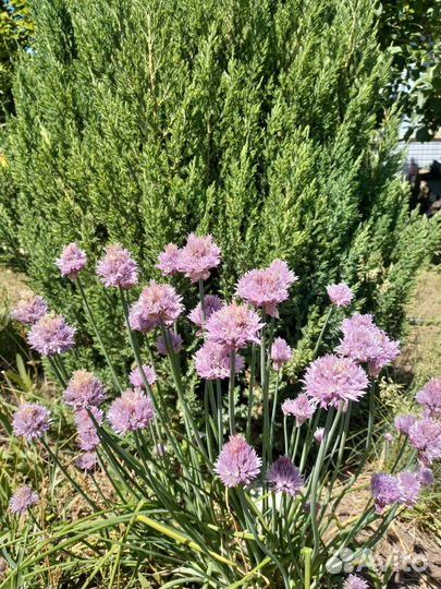 Многолетники для сада