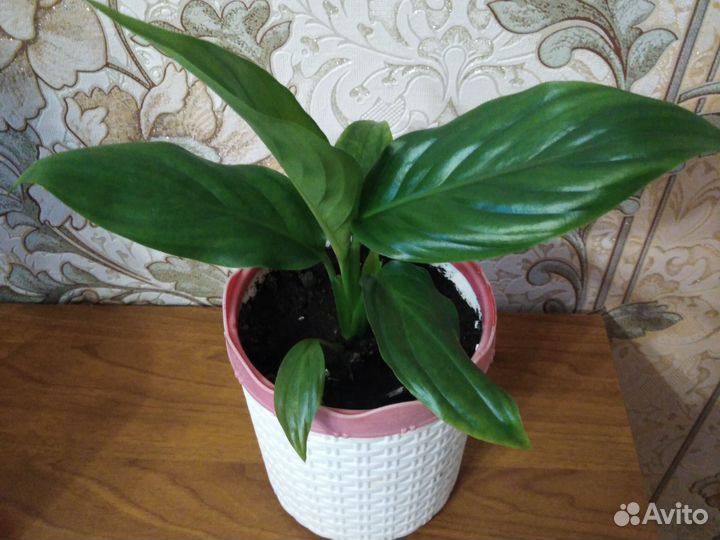 Спатифиллум