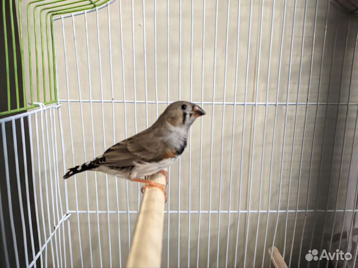 Амадины