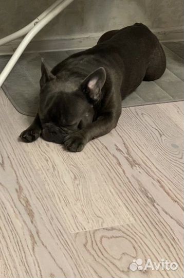 Французский бульдог кабель вязка