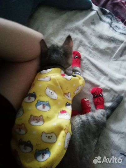 Носки для собак