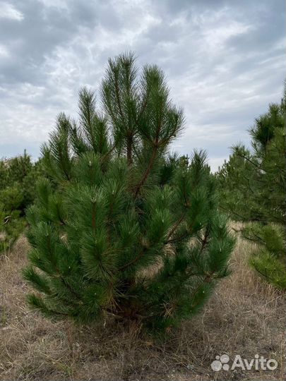 Сосна крымская на новый год