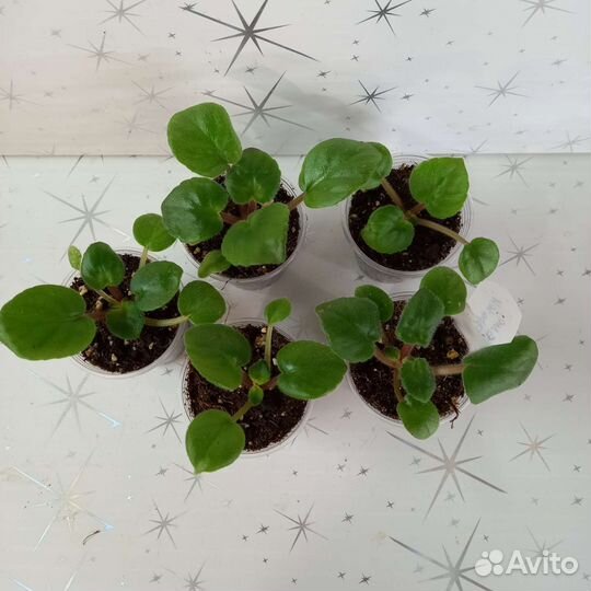 Фиалки, детки