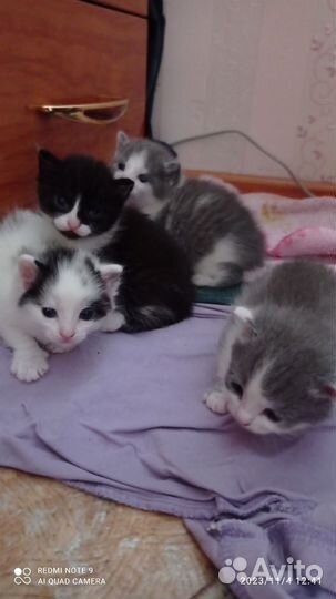 Кошка в дар бесплатно