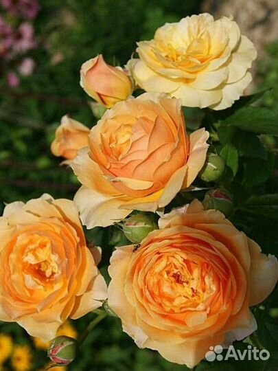 Роза саженцы Шерлок Холмс