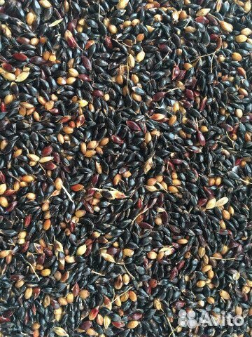 Семена суданки