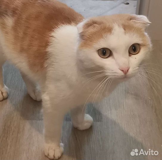 Молодой котик Соренто