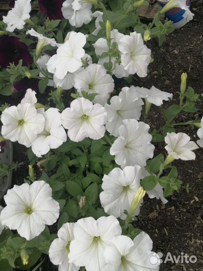 Петуния ампельная, махровая