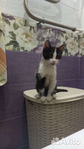 Котёнок