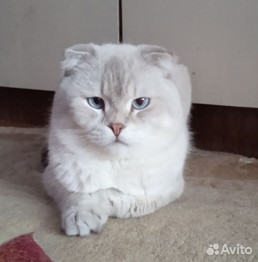Шотландский кот вязка