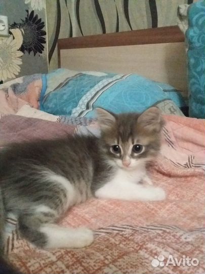 Котята отдам даром