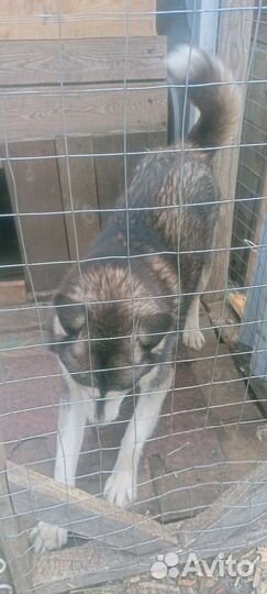 Сибирский хаски