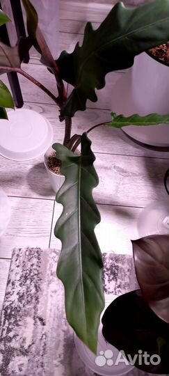 Алоказия лаутербахиана