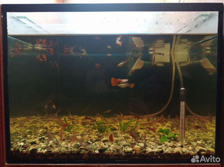 Аквариумные рыбки и растения