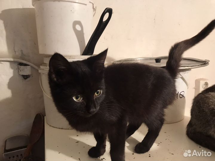 Котята в добрые руки бесплатно