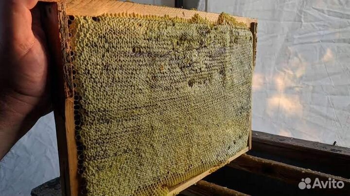Улей пасека пчёлы семьи