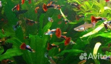 Аквариумные рыбки гуппи
