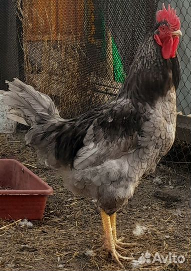 Молодые петухи