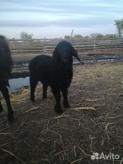 Курдючные овцы бараны ягнята