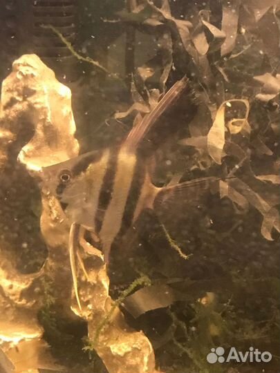 Рыбы склярии обмен