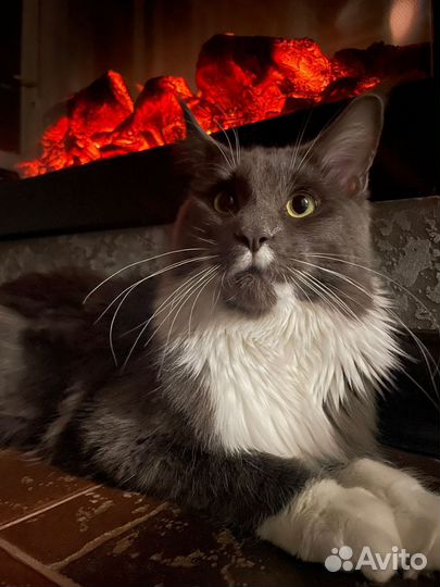 Кот мейн-кун вязка