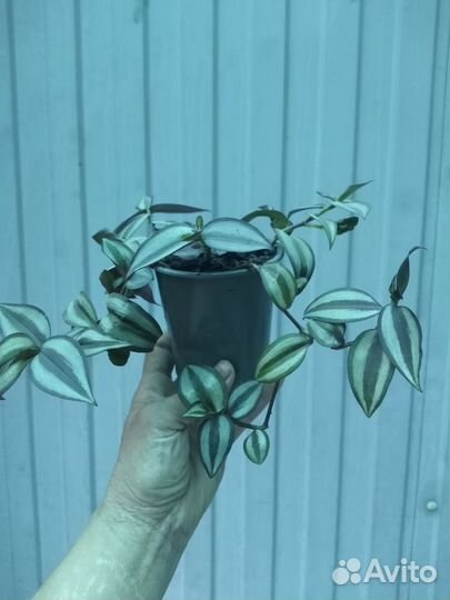 Традесканция и пеларгония