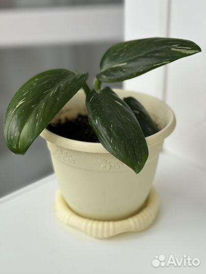 Филодендрон