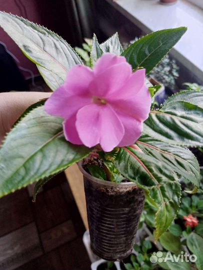 Бальзамин новогвинейский