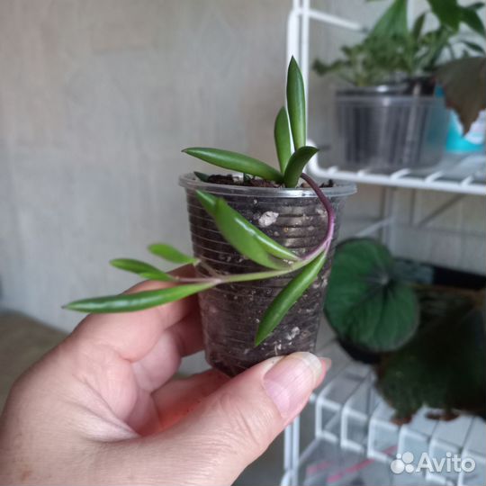 Разные комнатные растения Суккуленты