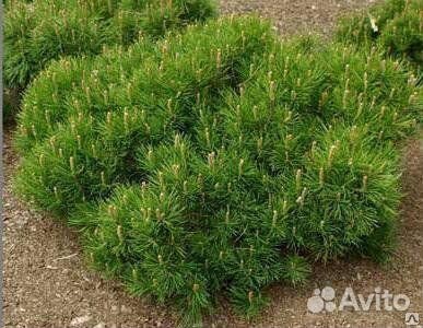 Сосна Горная Муго Мугус (карликовая форма)