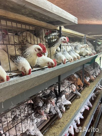 Молодые петушки