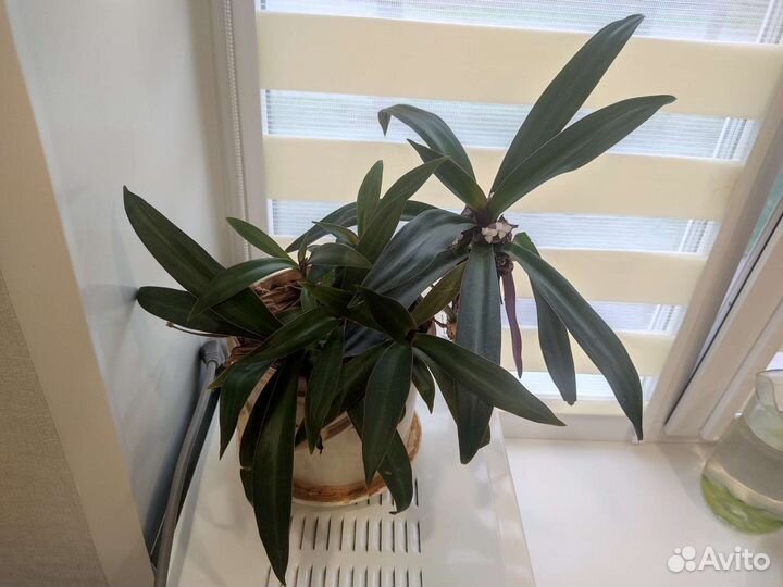 Кордилина киви и ноев ковчег