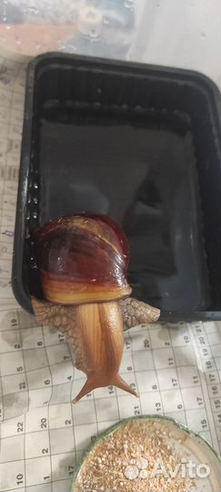 Улитки ахатины