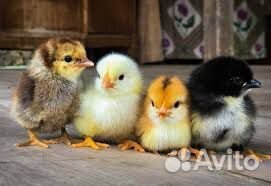 Цыплята суточные