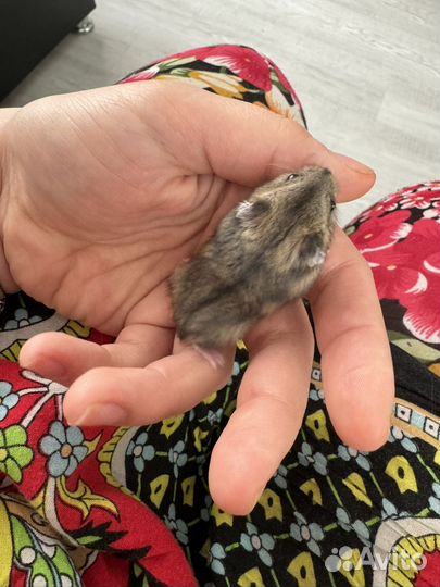 Джунгарский хомяк