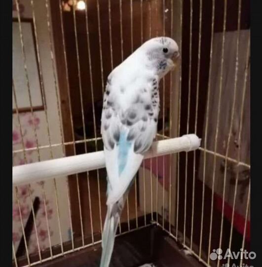 Передержка животных