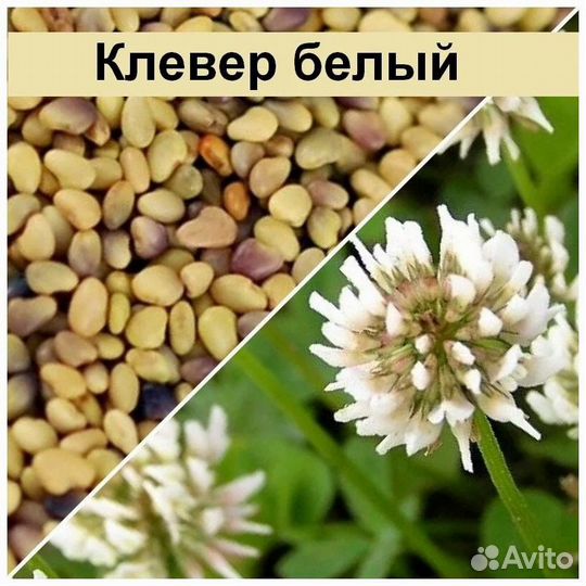 Семена клевер белый Мерлин