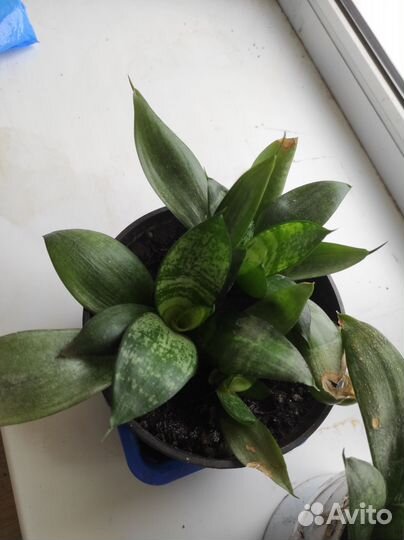 Сансевиерия ханни