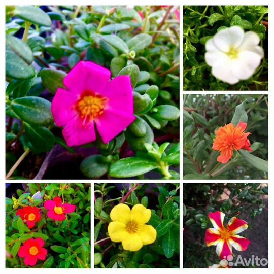 Рассада цветов и овощей