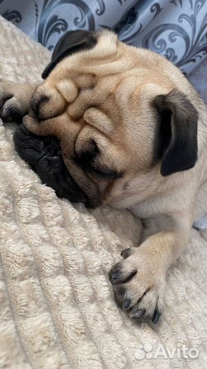 Щенки мопса