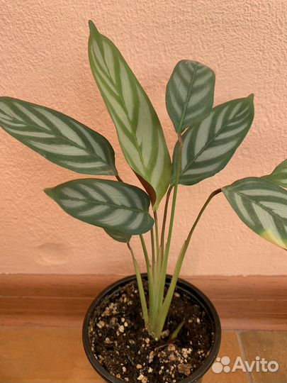 Калатея ктенанта