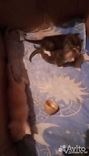 Котята в добрые руки