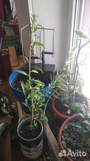 Саженцы годжи (дереза обыкновенная)