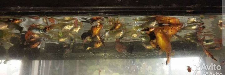 Акваримумные рыбки