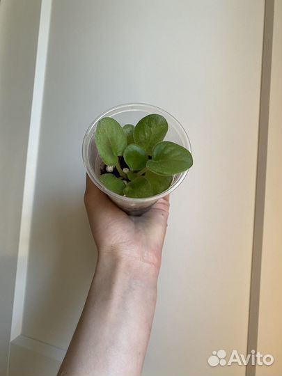 Крупная сортовая фиалка спорт «Бегущая по волнам»