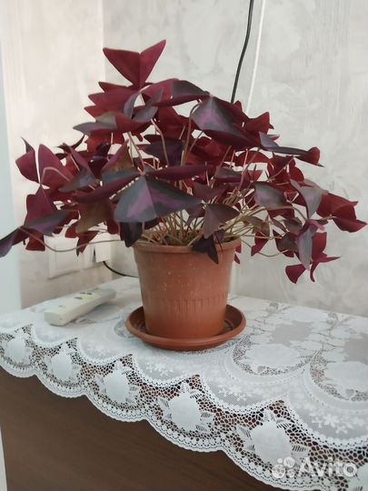 Кислица оксалис