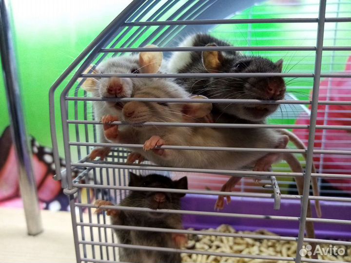 Шиншиллы,дегу,декоративные кролики