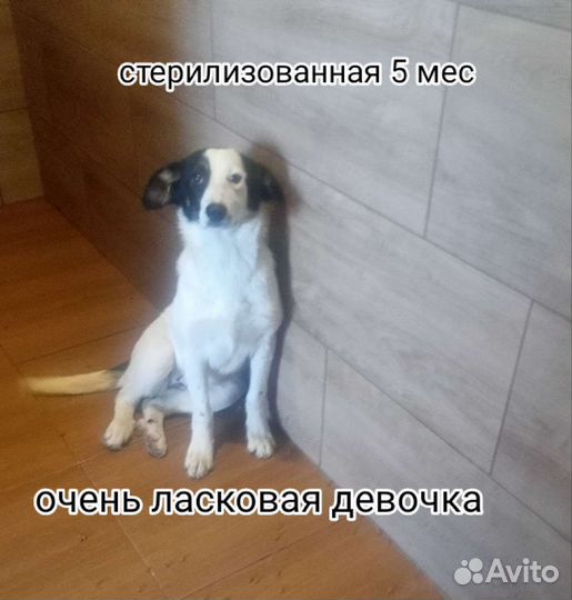 Щенки собачки привиты