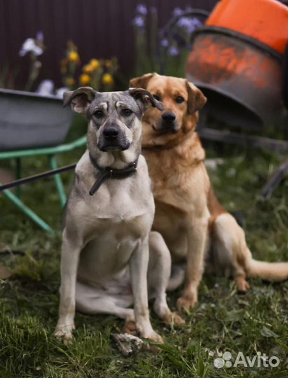 Собака в добрые руки