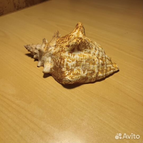 Ракушка морская большая